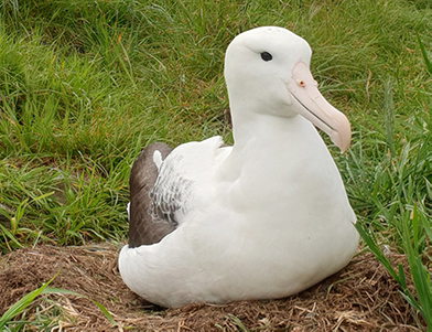 An adult albatross sitting on a nest on a grassy bank.