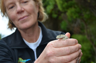 Ngahere gecko ready for release. 