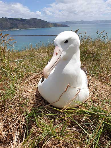 A royal albatross sits amongst tussock