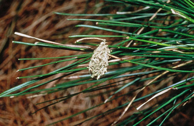A kākāpō chew on a pine sprig. 