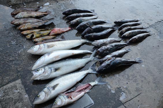 Seized fish laid out on ground. 