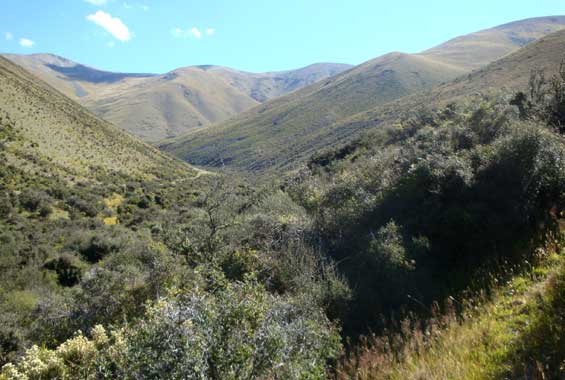 Native scrub in Wether Range Conservation Area. Native scrub in Wether Range Conservation Area.