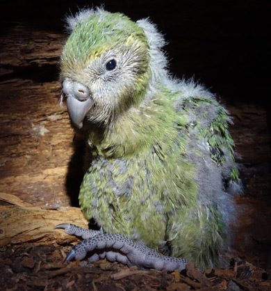 Dusky, a male kakapo chick. 