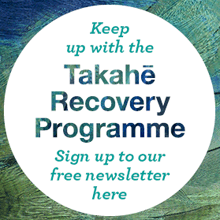 Keep up with the Takahe Recovery Programme - sign up to our free newsletter here. 