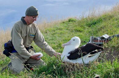 DOC ranger Colin with the 'Royal cam' albatross chick. 