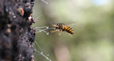 Wasp feeding on honeydew.