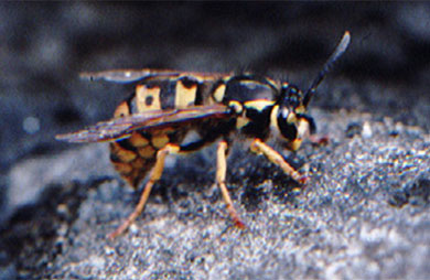 German wasp. 