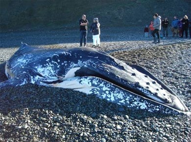 Damaged humpback whale on beach. 