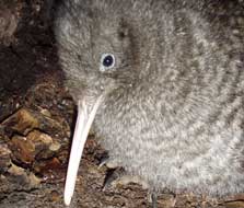 Great spotted kiwi chick.