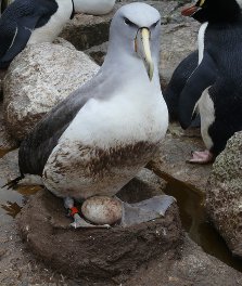 Salvin's albatross fitted with a geolocator, Bounty Islands