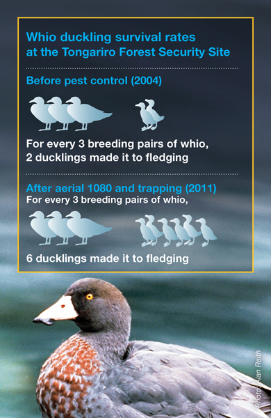 Blue duck/Whio duckling survival rates at Tongariro Forest Security Site. Before pest control: For every 3 breeding pairs, 2 duckling made it to fledgling. After aerial 1080 and trapping in 2011: For every 3 breeding pairs, 6 duckling made it to fledging.