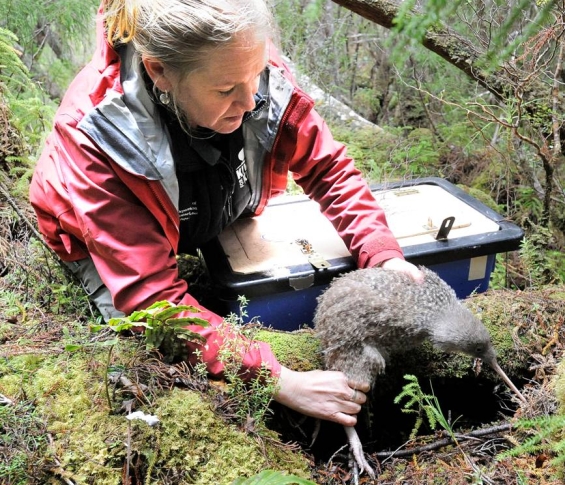 Little spotted kiwi release. Photo: Barry Harcourt.