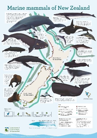 Marine mammals poster. 