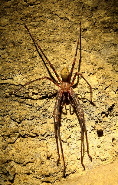 A close up of a Nelson Cave Spider on a cave wall