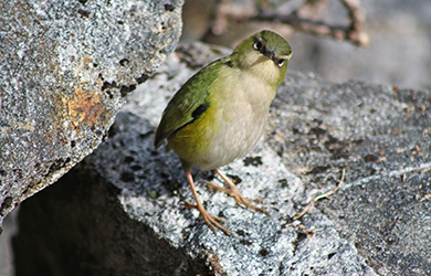 Close up of a rock wren bird on a rock.