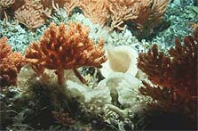 Primnoid sea fan corals. Photo: NIWA DTIS image.