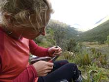 Banding rock wren in Murchison Mountains ready for transfer to Secretary Island.