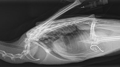 grebe-with-fishhook-x-ray390.jpg
