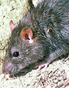 Norway rat. Photo: Rod Morris.