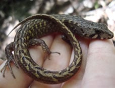 Sub-adult chevron skink showing v shaped markings. Photo: Halema Jamieson.