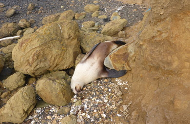 Rua, the sea lion, was found shot on Otago Peninsula.