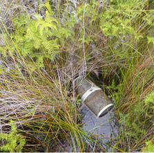 Gee minnow trap at Ngawha geothermal wetland. Photo: Amy Macdonald.