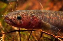 Northland/burgundy mudfish. Photo: © Rod Morris, rodmorris.co.nz.