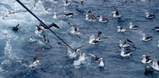 Seabirds gather around trawl warps.