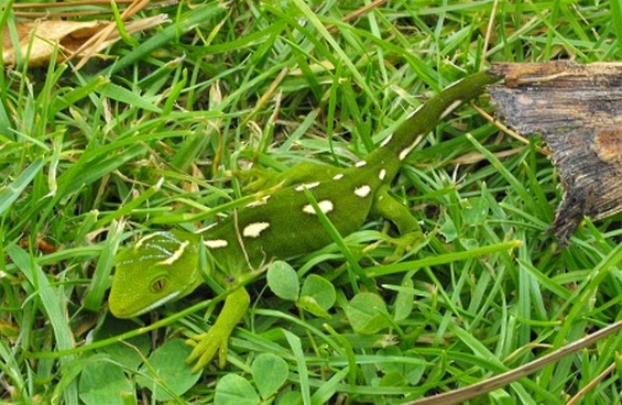 Wellington green gecko.