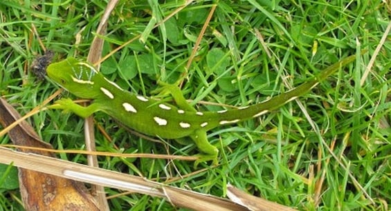 Wellington green gecko.