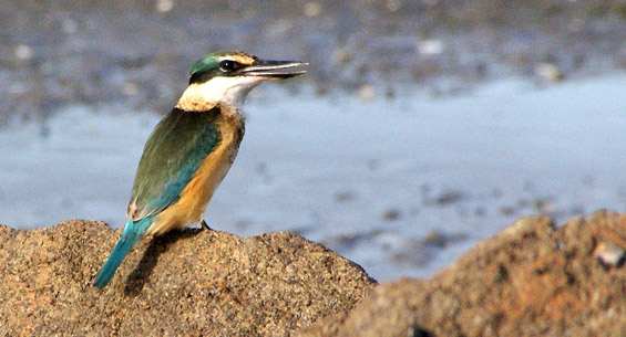 Kingfisher feeding. Photo © Shellie Evans.