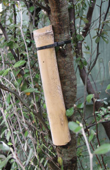 1 star weta motel. Photo: DOC/Adrienne Grant. 1 star weta motel. Photo: DOC/Adrienne Grant.