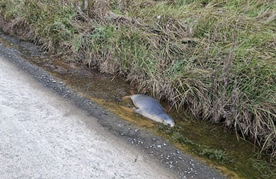 pup-struck-by-vehicle390.jpg