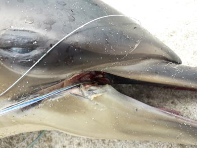 dolphin-caught-in-fishing-line-390.jpg
