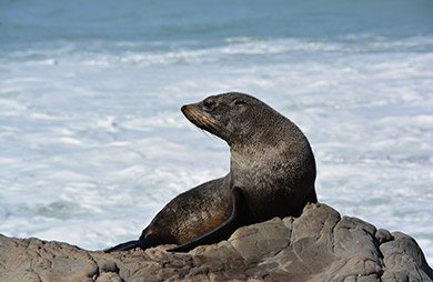 Female fur seal