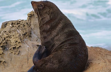 Male fur seal 