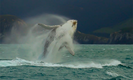 Humpback whale breach.