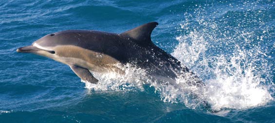 Common dolphin leaping out of the water, seen during a whale survey, Cook Strait Area. Photo: Nadine Gibbs.