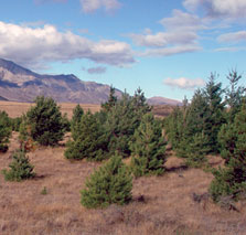 Wilding pines in the Mackenzie basin. Photo: Scott Bowie.