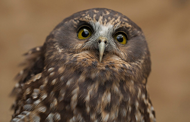Close up of a ruru owl.