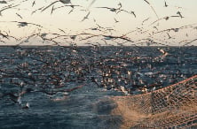 Seabirds flocking around the back of a fishing vessel. Photo: Johanna Pierre. 
