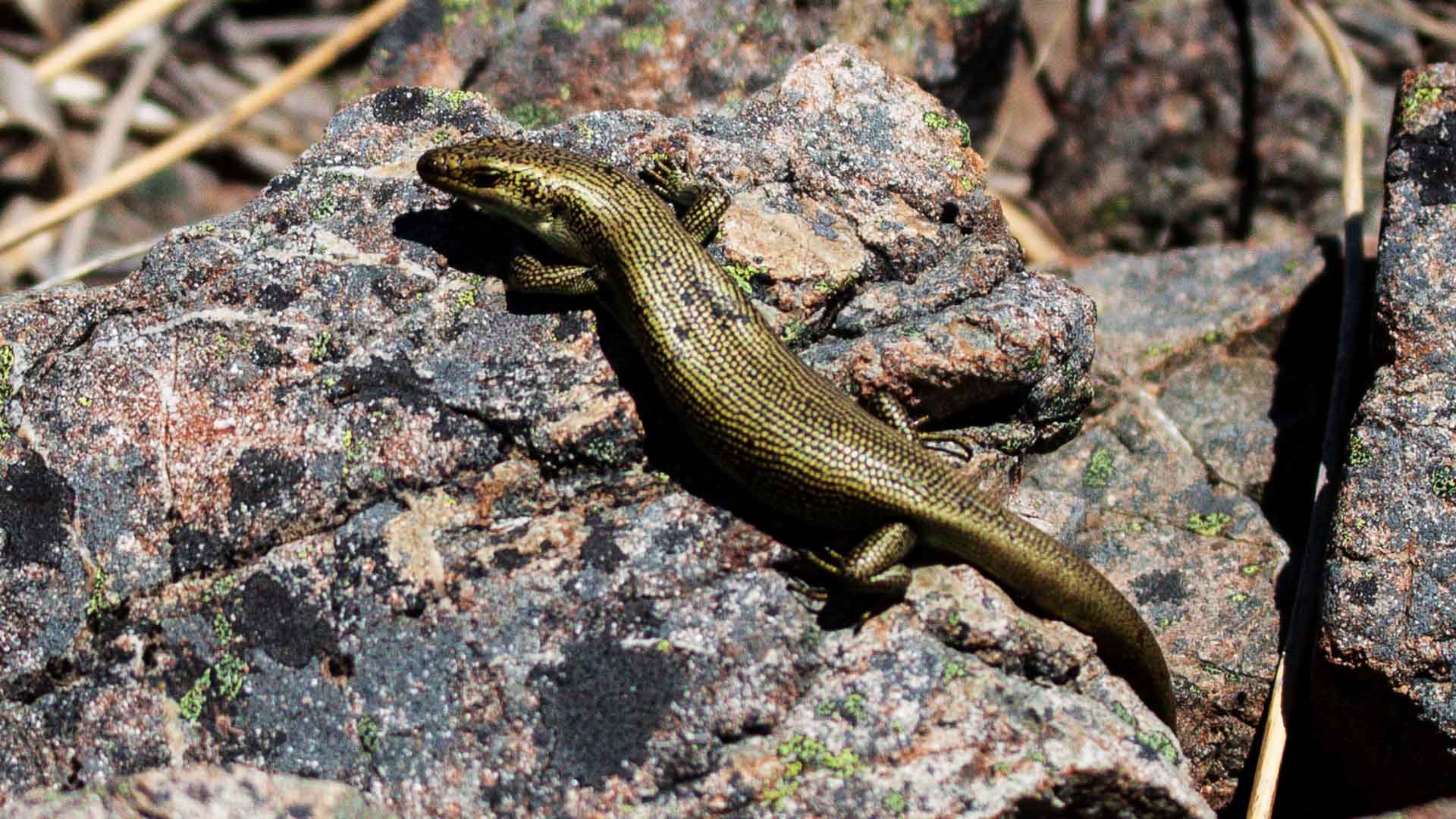 Alpine rock skink Skinks