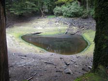 One of several ponds in sinkholes along the Harwoods Track.