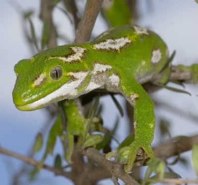 Jewelled gecko. 