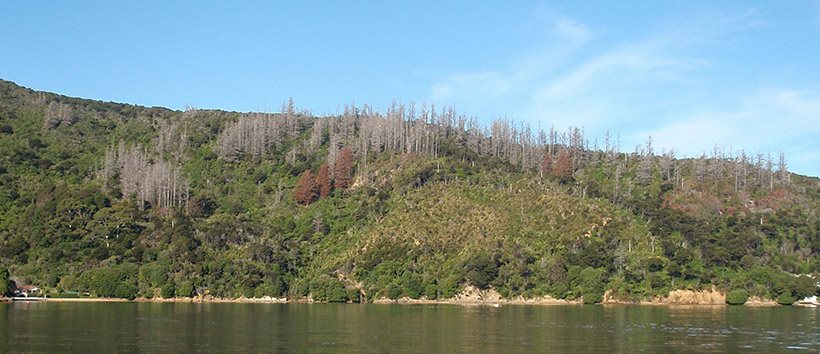 Poisoned wilding pines above Ngakuta Bay.