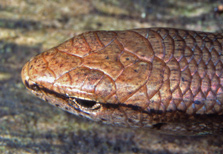 Head of plague skink, showing scale patterns