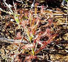 Cape sundew plant growing in the wild in New Zealand.