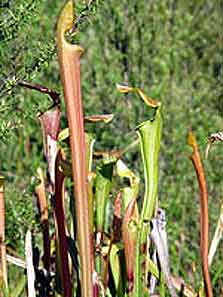 Carnivorous plant, Sarracenia pitcher plant growing in the wild.