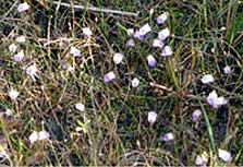 Carniverous plant, Utricularia livida growing in the wild.