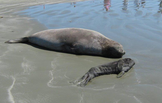 The mother elephant seal and pup at Caroline Bay, Timaru. 